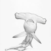 Hammerhead Shark (12)