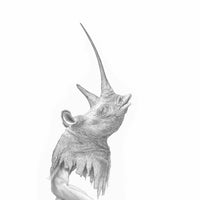 White Rhinoceros (13)