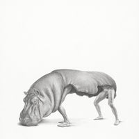 Hippopotamus (1)