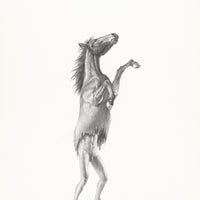 Horse (1)