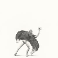 Ostrich (10)