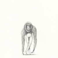 Orang-utan (7)