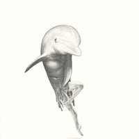 Bottlenose dolphin (36)