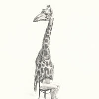 Northern giraffe (3)