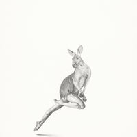 Red Kangaroo (40)