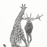 Giraffe & Wapiti (4)