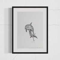 Striped Dolphin (73)