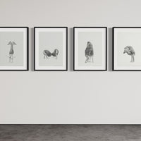 Giraffes (5)