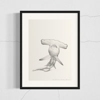 Hammerhead Shark (12)