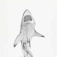 Great White Shark