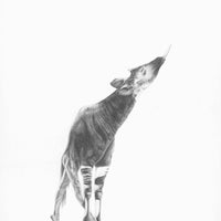 Okapi