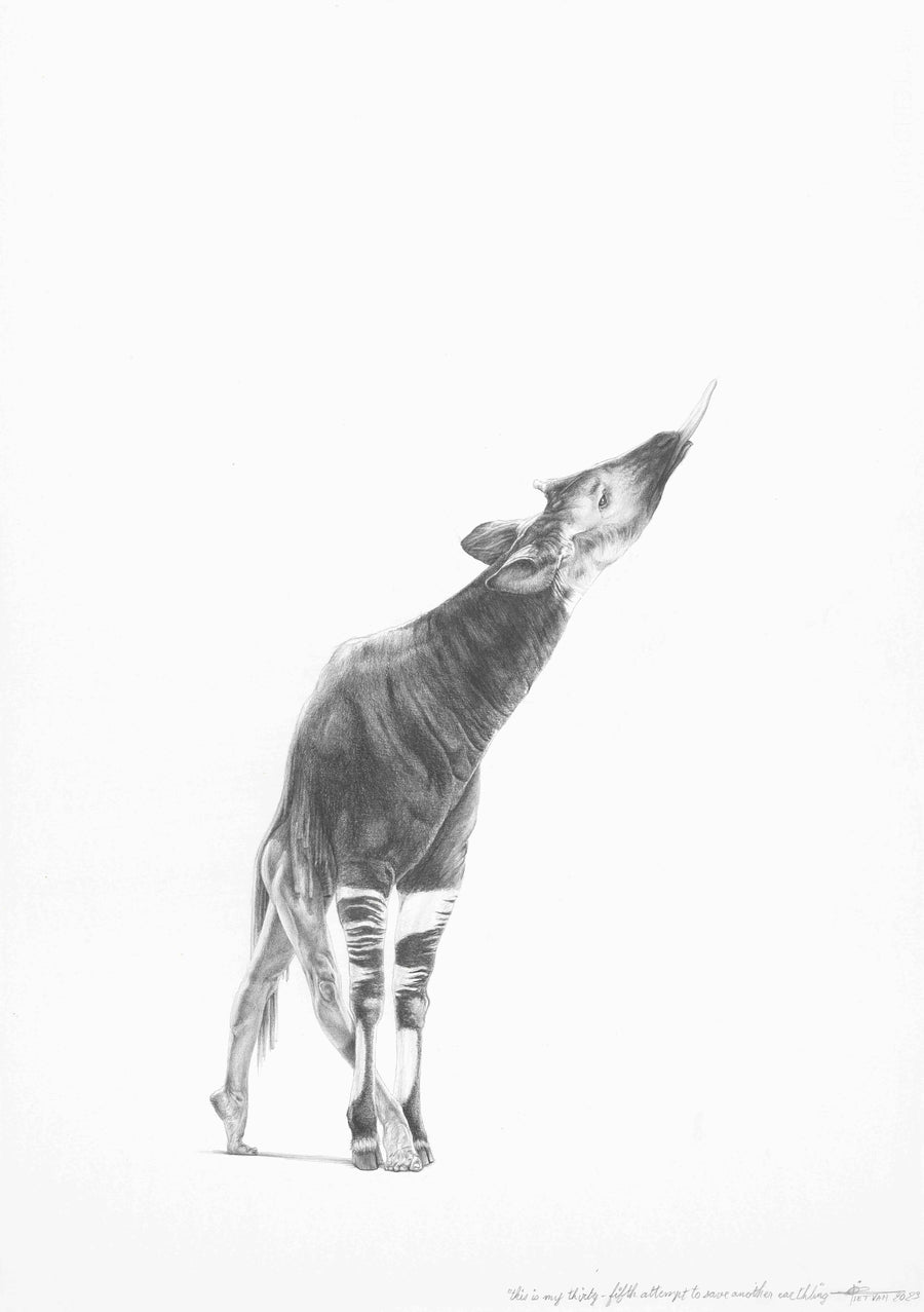 Okapi