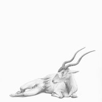 Addax Antelope