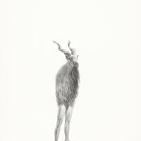 Markhor (52)