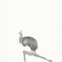 Cassowary (57)