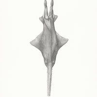 Sawfish (63)