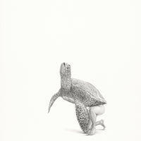 Green Sea Turtle (64)