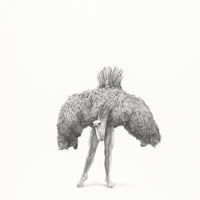 Ostrich (68)