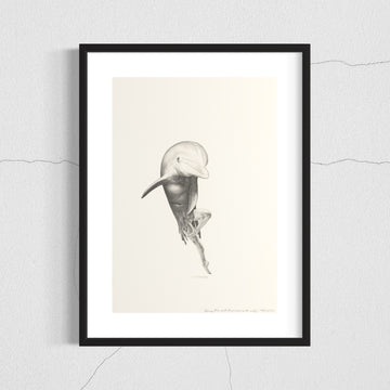 Bottlenose dolphin