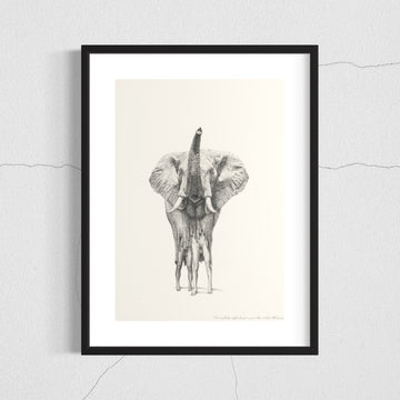 Elephant 2