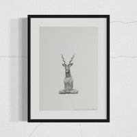 Blackbuck Antelope (46)